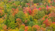 istock colorful tree tops during Autumn in Vermont. 1347999130