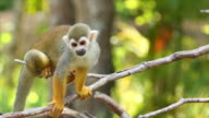 istock Common squirrel monkeys. 586419858