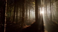 istock T/L Coniferous forest at dawn 502835582