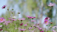 istock Cosmos flowers swaying in the windCosmos an essential for many summer gardens 1391400006