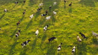 istock Cow animal cattle graze nature sun field farm meat milk grass 1326089059