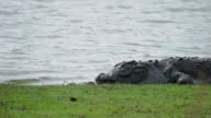 istock Crocodiles or alligators basking in the sun in a forest of western India 1412860615