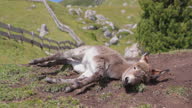 istock Cute donkey on the Italian Dolomites in summer 1368994354