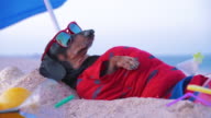 istock cute fat dog of dachshund, black and tan, lies sunbathing at the beach sea on summer vacation holidays, wearing red sunglasses with coconut cocktail 1175084102