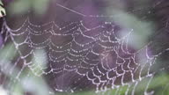 istock Dew in spider web 1320186780
