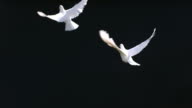 istock Doves fly against black background, slow motion 114669457
