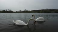 istock Duck swimming in the lake 1331921149