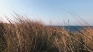 istock Dune grass on the beach 1146080367