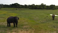 istock Elephants in the wild in Sri Lanka 1383373026