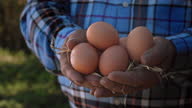 istock Farmer hands holding organic eggs on a farm 1289942831