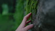 istock Female hand touch moss on tree trunk in forest 1336268666