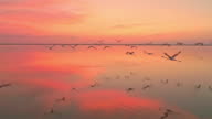 istock AERIAL SLO MO Flock of flamingos flying at dusk 1169447272