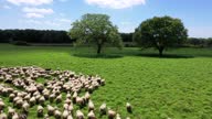 istock Flock of sheep grazing in the green meadow. 1316831227