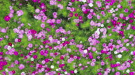 istock Flower pink cosmos garden taken with a drone 1367336961