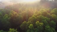 istock Flying above green forest during sunrise and fog. Sun rays shining everywhere. Fabulous nature floral background. Aerial shot, UHD 1250666297