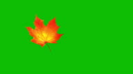 istock Flying Maple Leaf On Green Screen. Seamless Looped. 1263568375