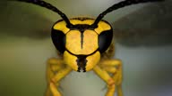 istock Flying wasp close up 1336429881