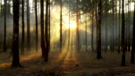 istock Fresh foggy morning in a pine forest, the sun's rays falling to the ground through the branches of trees 1168188878