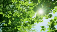 istock Fresh green trees in the sunlight 1316925471