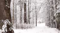 istock FullHD video winter alley in the forest white snowflakes falling from the sky snowfall trees 1355356599