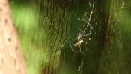 istock Giant wood spider weaving or making a web in Central India 1288302753
