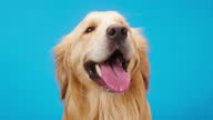 istock Golden retriever on blue background, gold labrador dog breathing with open mouth and tongue out close up. Shooting domestic pet in studio 1327171654