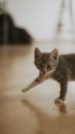istock Gray Stray Cat Running Around And Playing At Home 1406506118