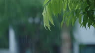 istock SLO MO CU Green leaves in rainy day 1342375899