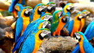 istock Group macaw parrots 482105213