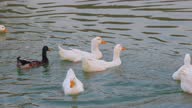 istock Group of duck swimming in lake 1292414172