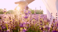 istock SLO MO Hand caressing lavender flowers at sunset 584815412