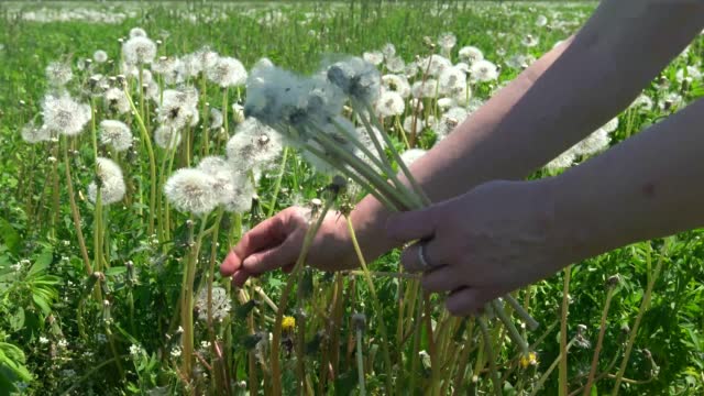 A hand plucks ripe dandelions in the field