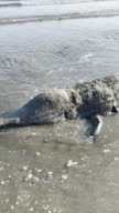 istock Handmade crocodile in the sand 1416928240