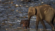 istock Herd of Elephants drinking water and crossing a river in a forest 1410587562