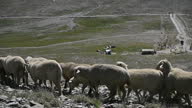 istock Herd of Sheep’s Walking on the Field between Mountains. Slow-motion shot of Sheep. 1370824154