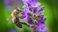 istock Honey Bee Gathering Nectar And Spreading Pollen On Lavender Flower 1327786159
