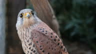 istock Kestrel falcon taking flight - close up, 4K 1348895445