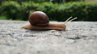 istock A large brown beautiful grape snail crosses an asphalt road. Slow motion of a snail. Time flow. Defocus. Greenery in the background 1267131947