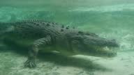 istock Large Crocodile With Big Sharp Teeth Swims Underwater 1374091791