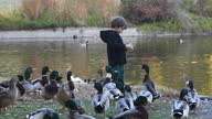istock Little boy feeding ducks near a lake 1286789160
