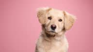 istock lovely small golden retriever dog reacting to noise, suspiciously looking around while sitting on pink background in studio 1310068143