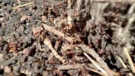 istock Macro video of working ants in anthill. Detail of ants nest. Colony of ants. 1426488182