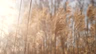 istock many beautiful tall dry beige color wild reeds 1313585165