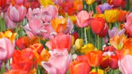 istock Many multi-colored beautiful spring tulips in flower park 1347956327