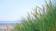 istock Marram grass and blue sky and sea. Copy space. Lockdown. 1192909320