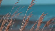 istock Marram grass swaying in the breeze 1311349521