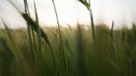 istock Meadow of wheat 1401863395