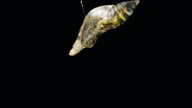 istock Metamorphosis of a cocoon to butterfly 1198212420