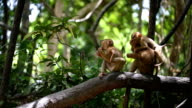 istock Monkey lives in a natural forest of Phuket Thailand. 860986254