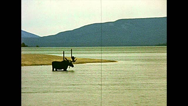 moose in Yellowstone National Park in 1970s